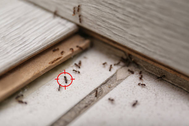 Best Commercial Pest Control Services  in Decatur, TX