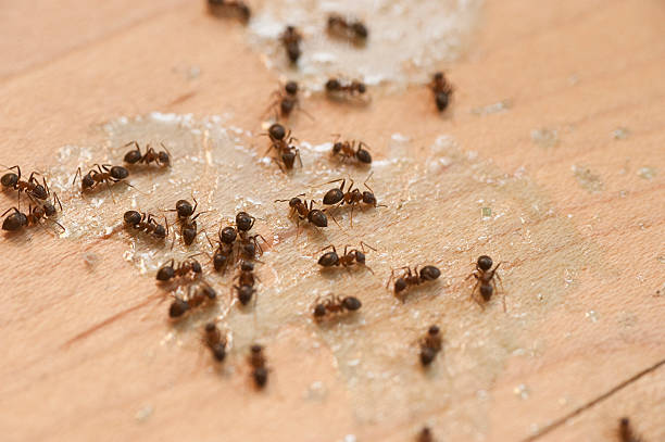 Best Cockroach Control Services  in Decatur, TX